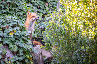 Foxes and Others