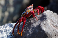 Galapagos Crabs